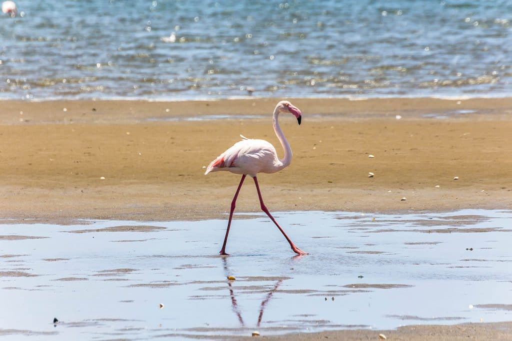 Walvis Bay Flamingos