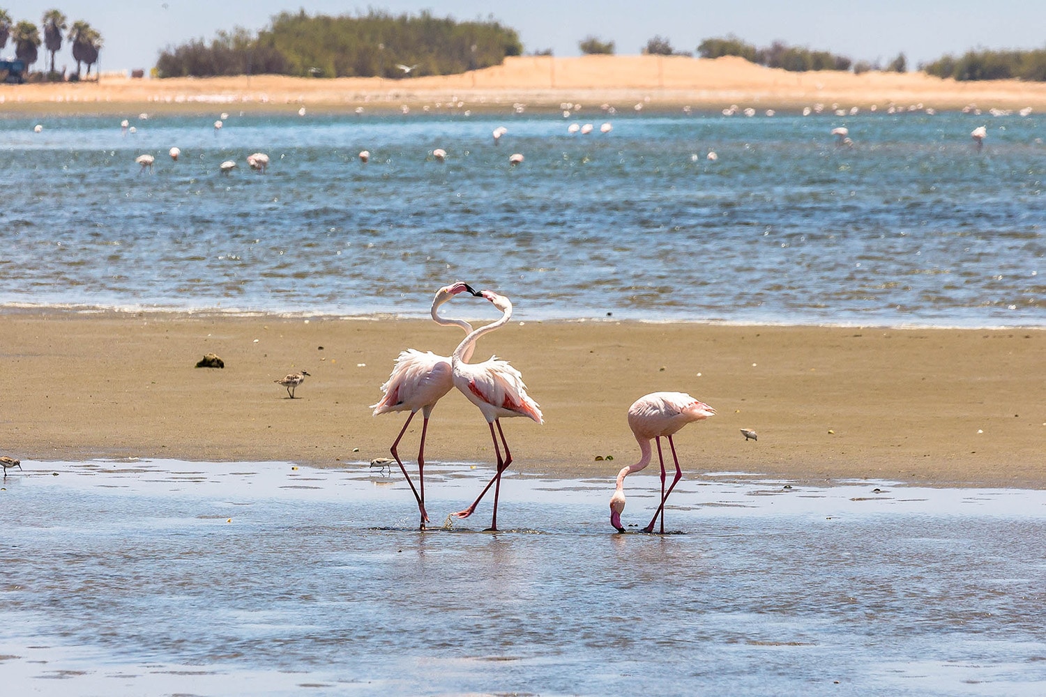 Walvis Bay Flamingos