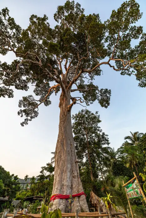 Yang Na Yai Tree auf Koh Phangan